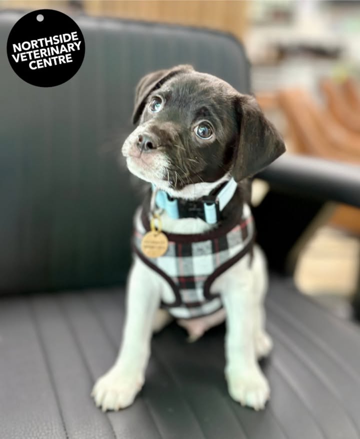 Northside Veterinary Centre