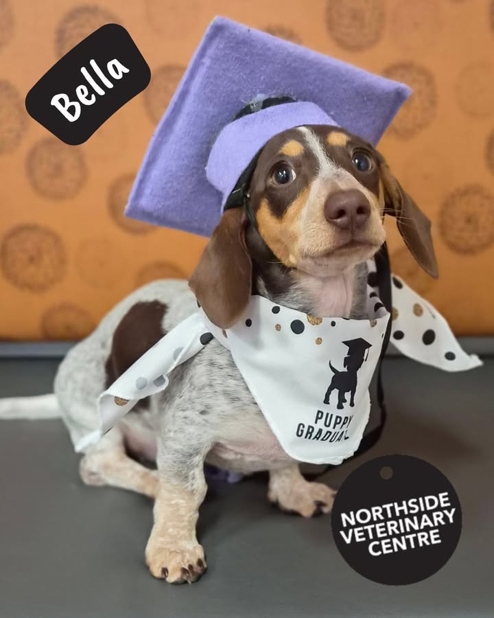 Northside Veterinary Centre