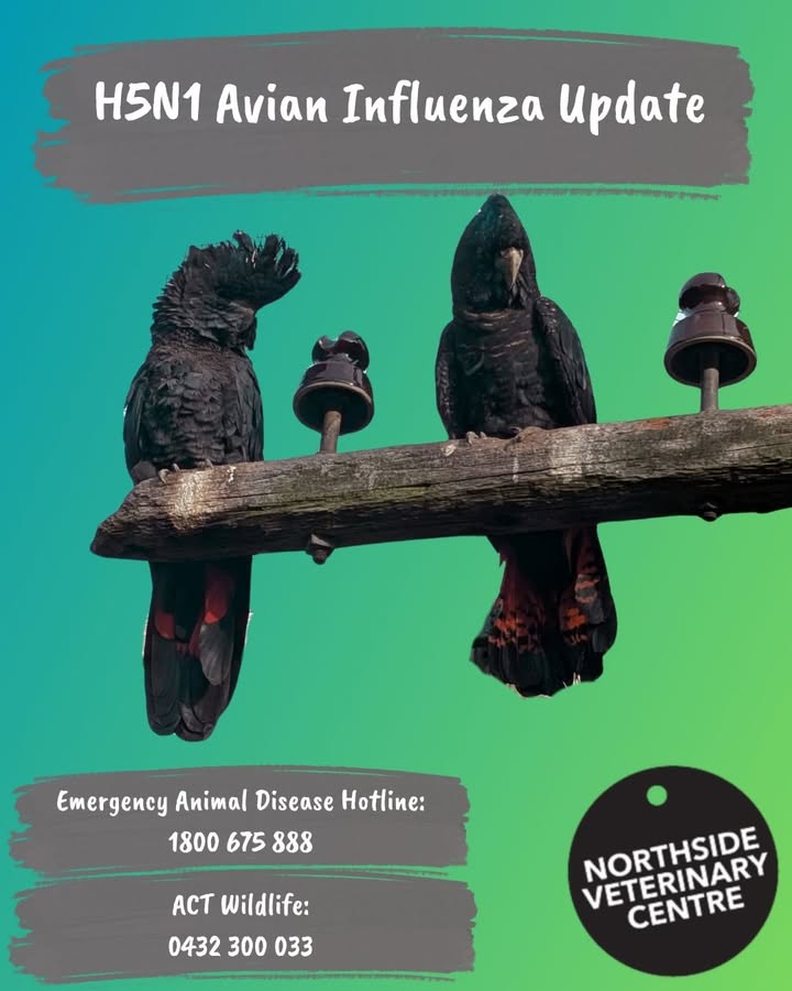Northside Veterinary Centre